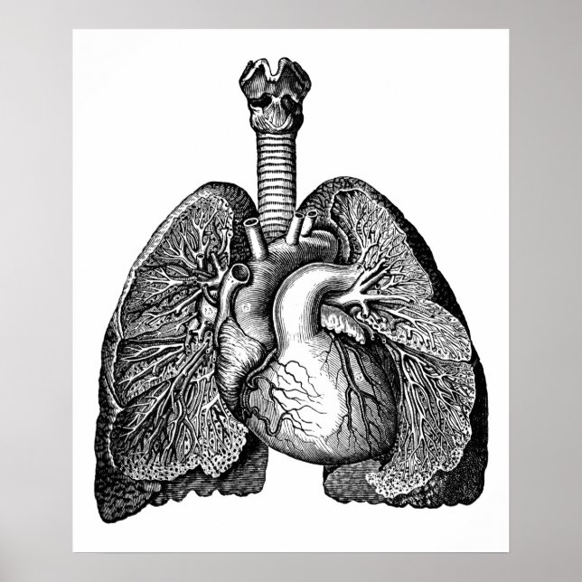 Human Anatomy Heart Lungs Science Art Poster (Framsidan)