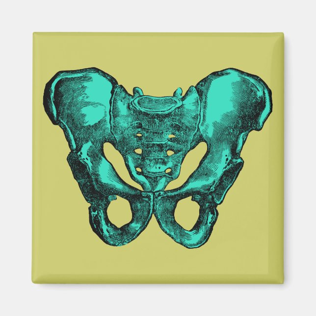 Human Anatomy Pelvis Bones Magnet (Framsidan)