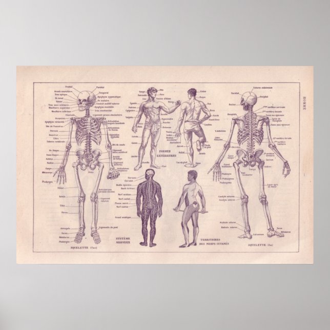 Human Anatomy Poster (Framsidan)