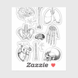 Human Anatomy Vintage Medical Illustration Set Klistermärken