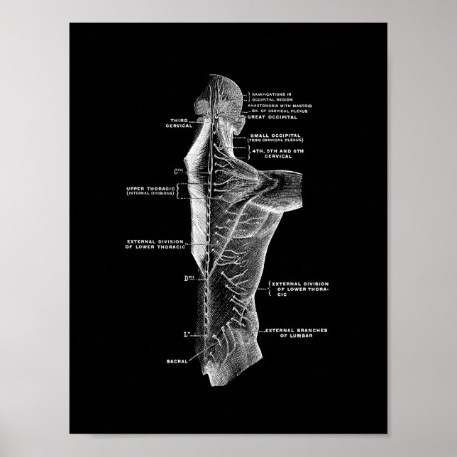 Human Back Anatomy in Black and White Print Poster (Framsidan)