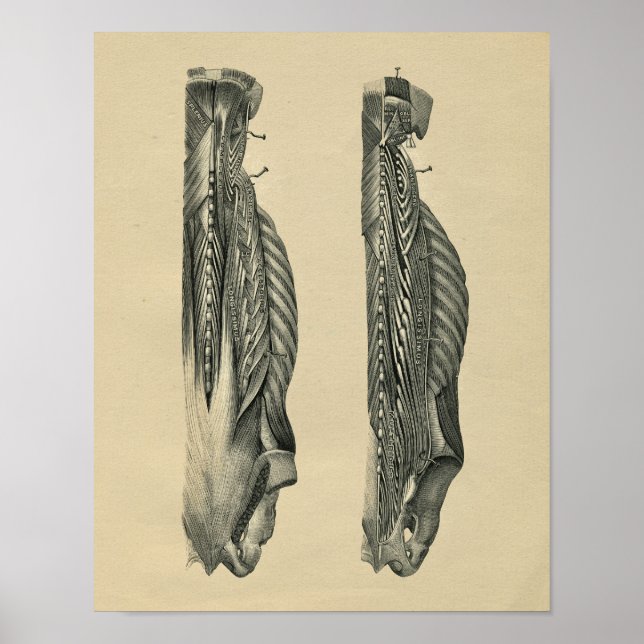 Human Back Muscle Anatomy 1902 Vintage Print Poster (Framsidan)