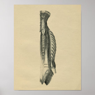 Human Back Muscles Anatomy 1902 Vintage Print Poster