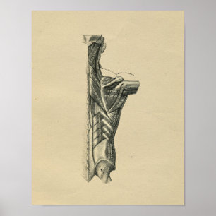 Human Back Muscles Anatomy 1902 Vintage Print Poster