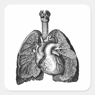 Human Biology Anatomy Heart Lungs Science Art Fyrkantigt Klistermärke