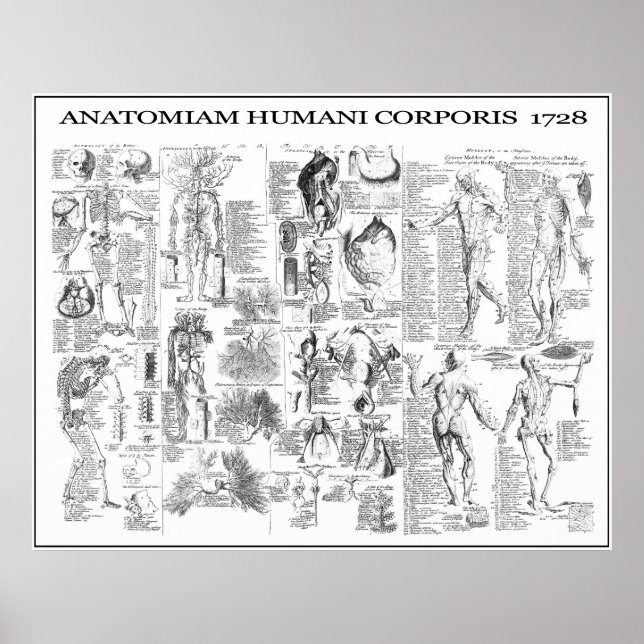 HUMAN BODY ANATOMY 1728 POSTER (Framsidan)