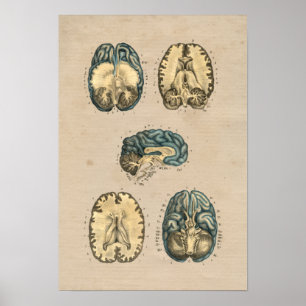 Human Brain Anatomy 1841 Print Poster