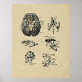 Human Brain Anatomy 1902 Vintage Skriv ut Poster