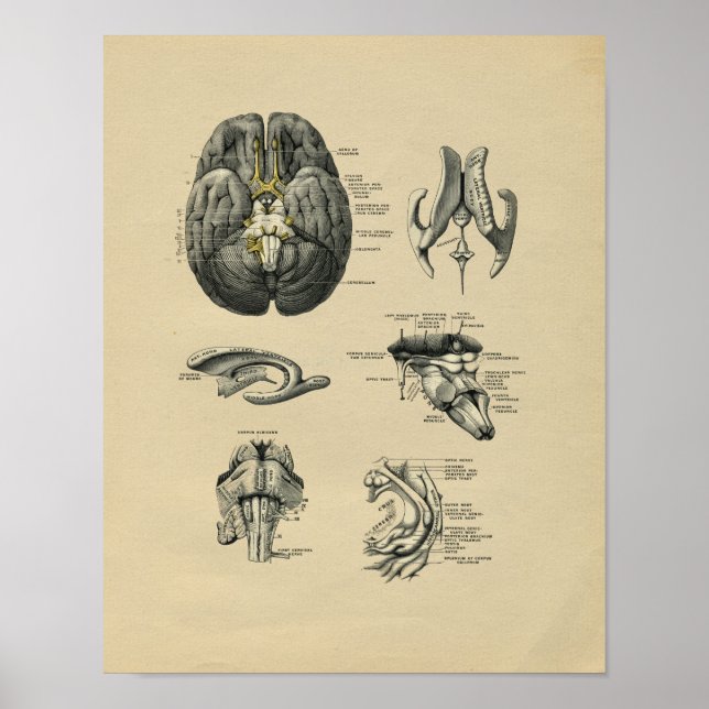 Human Brain Anatomy 1902 Vintage Skriv ut Poster (Framsidan)