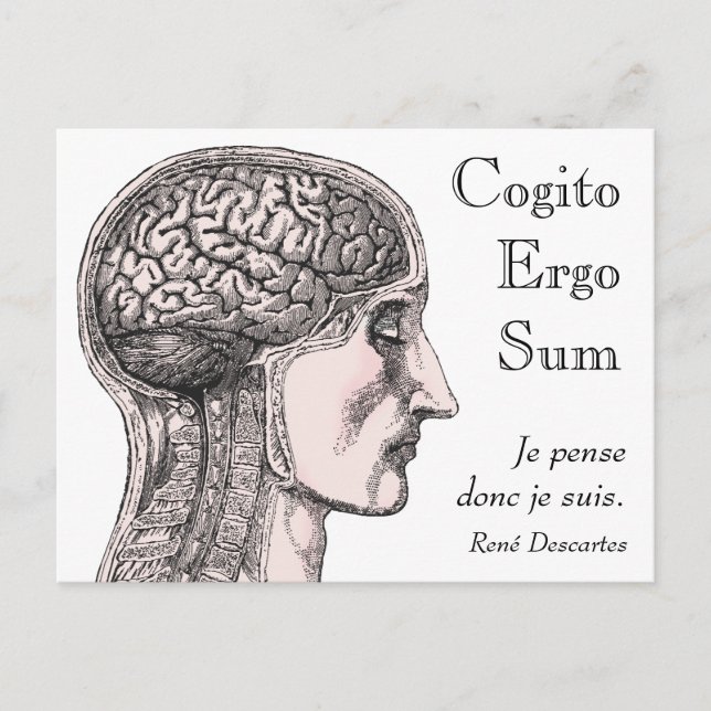 Human Brain Illustration Cogito Ergo Sum Vykort (Framsida)