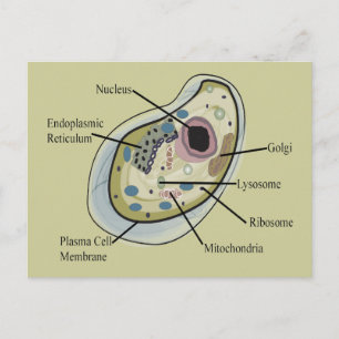 Human Cell Biology T-Shirts Vykort