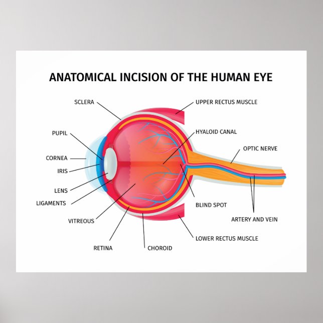 Human Eyeball Anatomy Poster (Framsidan)