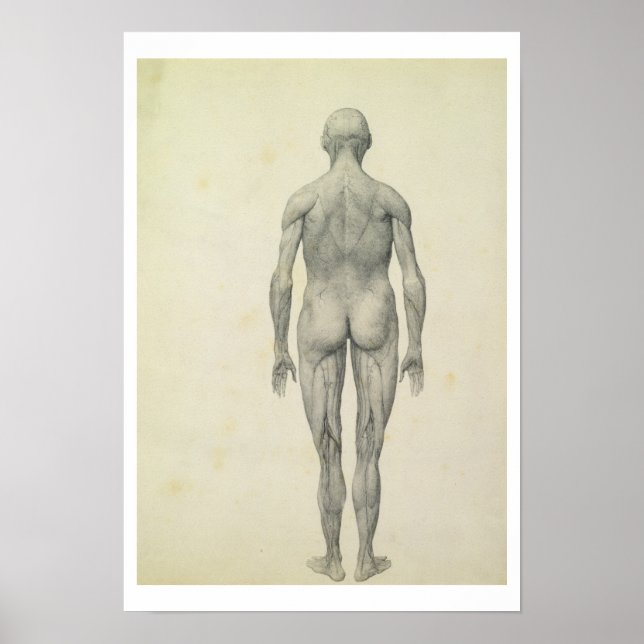 Human Figur, framifrån, från serien " Poster (Framsidan)