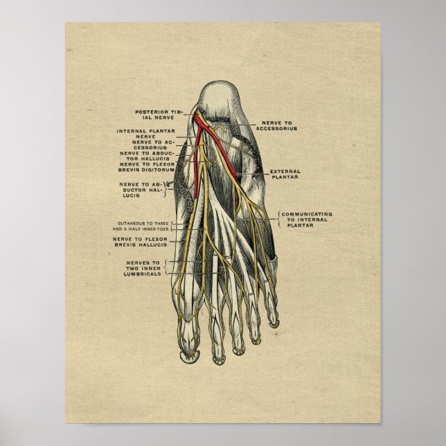 Human Foot Anatomy 1902 Vintage Skriv ut Poster (Framsidan)