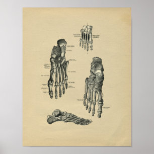Human Foot Anatomy 1902 Vintage Skriv ut Poster