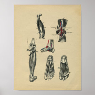 Human Foot Leg Anatomy 1902 Vintage Skriv ut Poster