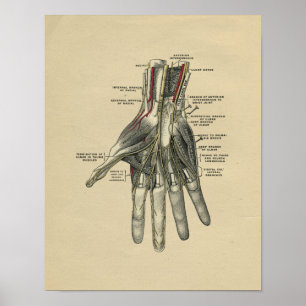 Human Hand Anatomy 1902 Vintage Print Poster