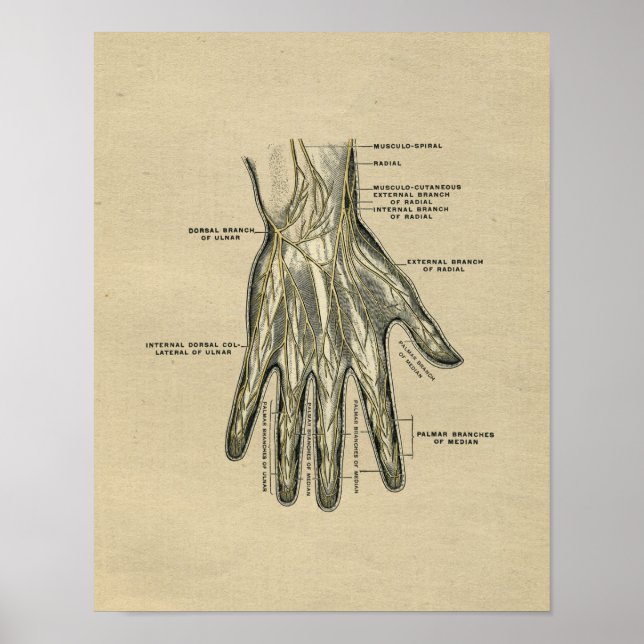Human Hand Anatomy 1902 Vintage Print Poster (Framsidan)