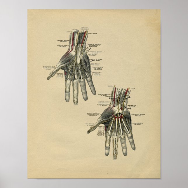 Human Hand Anatomy 1902 Vintage Print Poster (Framsidan)