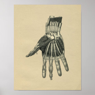 Human Hand Anatomy 1902 Vintage Print Poster
