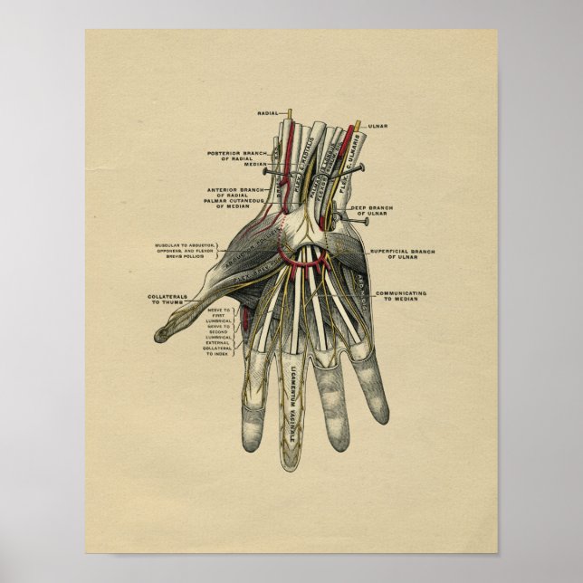 Human Hand Anatomy 1902 Vintage Print Poster (Framsidan)