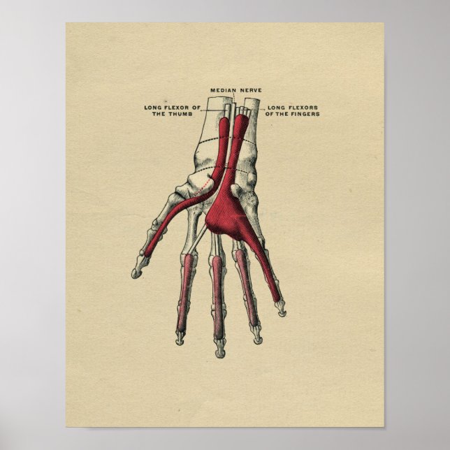 Human Hand Anatomy 1902 Vintage Print Poster (Framsidan)
