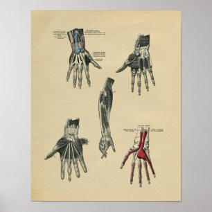 Human Hand Arm Anatomy 1902 Vintage Print Poster