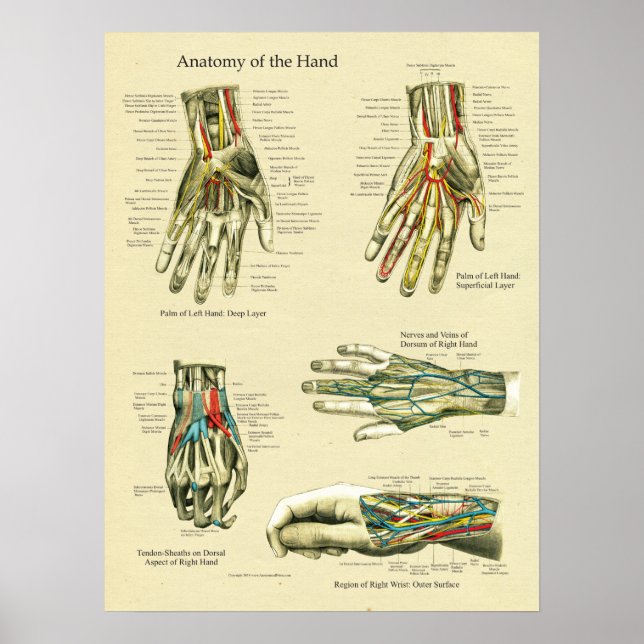 Human Hand Wrist Anatomy Poster (Framsidan)