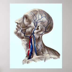 HUMAN HEAD ANATOMY POSTER