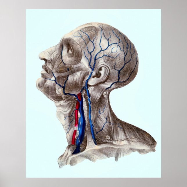 HUMAN HEAD ANATOMY POSTER (Framsidan)