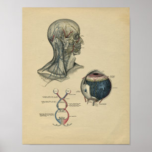 Human Head Nacke Anatomy 1902 Vintage Print Poster