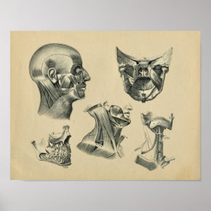 Human Head Nacke Anatomy 1902 Vintage Print Poster
