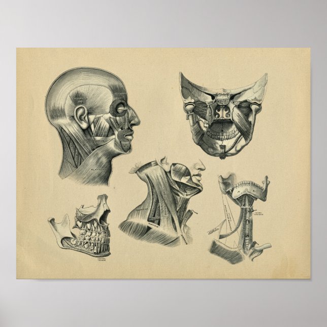 Human Head Nacke Anatomy 1902 Vintage Print Poster (Framsidan)