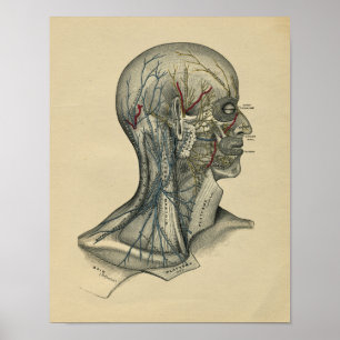 Human Head Nacke Anatomy 1902 Vintage Print Poster
