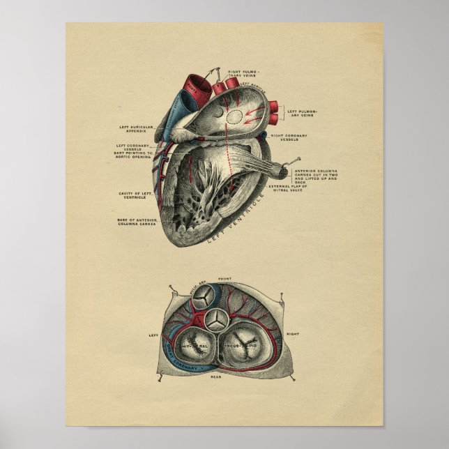 Human Heart Anatomy 1902 Vintage Print Poster (Framsidan)