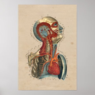 Human Heart Head Nacke Anatomy 1841 Print Poster