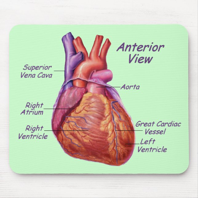Human Heart Labeed Mousepad Musmatta (Framsidan)