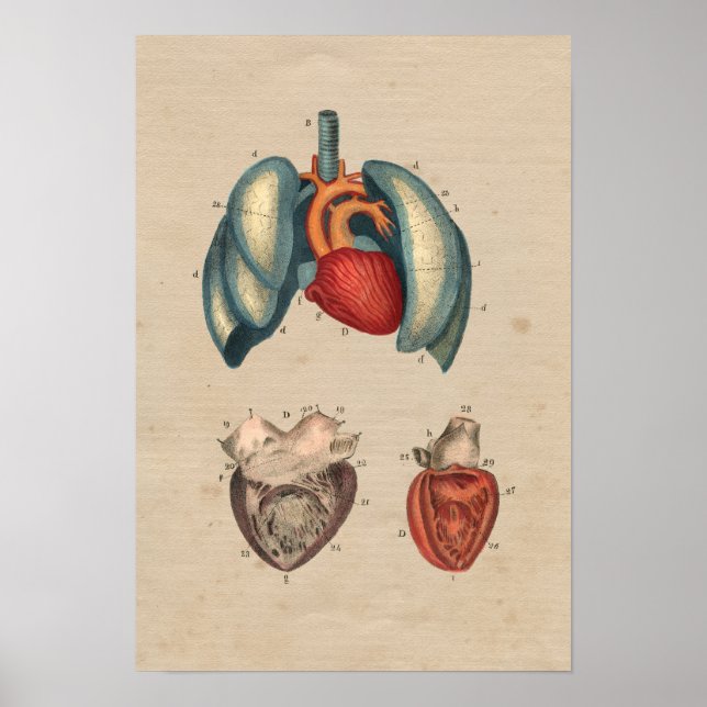 Human Heart Lungs Anatomy 1841 Print Poster (Framsidan)