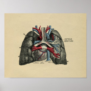 Human Heart Lungs Anatomy 1902 Vintage Skriv ut Poster