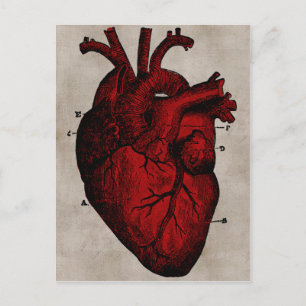 Human Heart-vykort Vykort