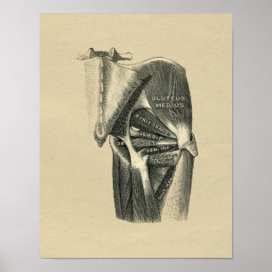 Human Hip Anatomy 1902 Vintage Skriv ut Poster