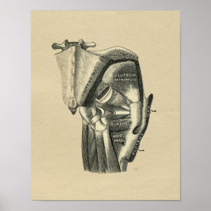 Human Hip Anatomy 1902 Vintage Skriv ut Poster