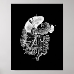 Human Internal Anatomy in Black and White Print Poster