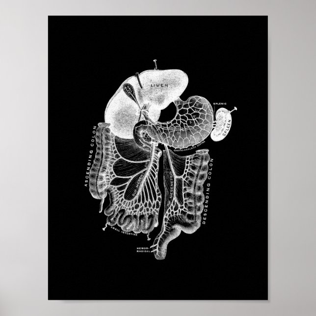 Human Internal Anatomy in Black and White Print Poster (Framsidan)