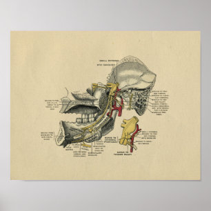 Human Jaw TMJ Anatomy 1902 Vintage Skriv ut Poster