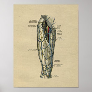 Human Leg Anatomy 1902 Vintage Print Poster