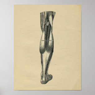 Human Leg Anatomy 1902 Vintage Print Poster