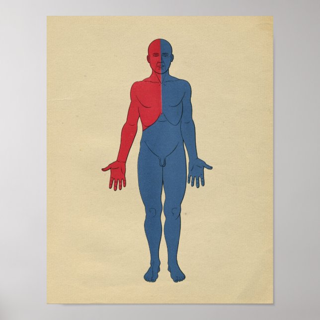 Human lymfatisk systemantomi 1902 Vintage Skriv ut Poster (Framsidan)