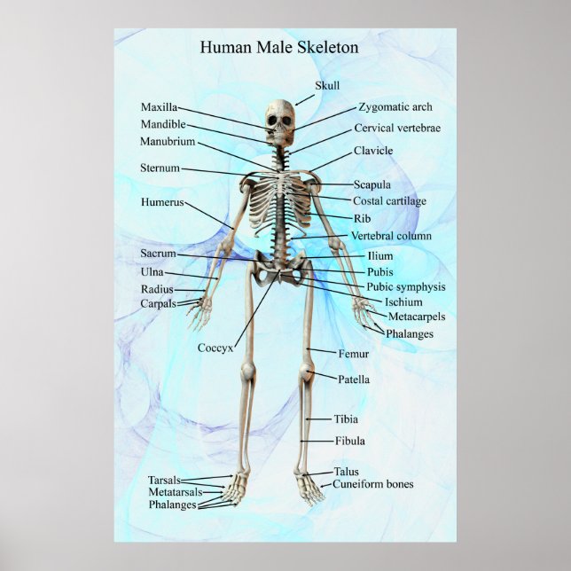 Human Male Skeleton poster (Framsidan)