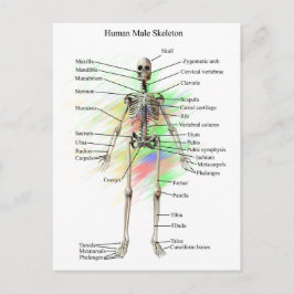 Human Male Skeleton Vykort